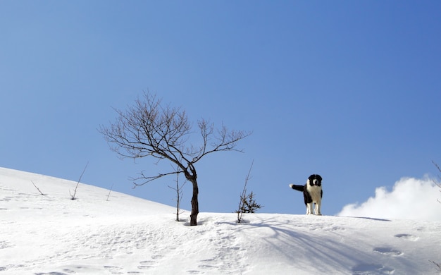 Perro Pastor Bucovina de pie en la nieve.