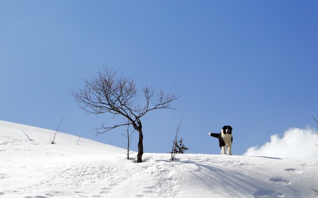 Perro Pastor Bucovina de pie en la nieve.