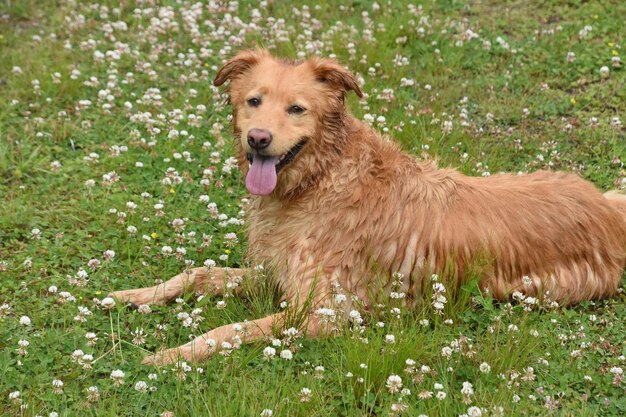 Perro de peaje mojado tendido en trébol después de nadar.