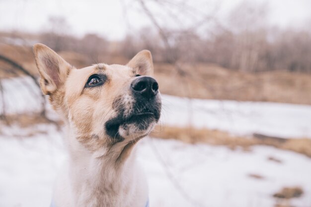 Perro pedigrí joven en paseo