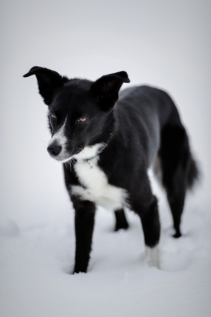 Foto gratuita perro de pelo corto blanco y negro