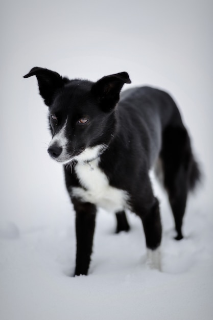 Perro de pelo corto blanco y negro