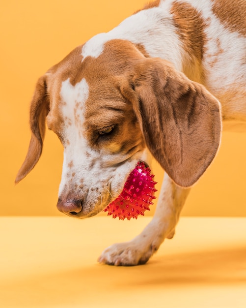 Perro con una pelota de goma en la boca