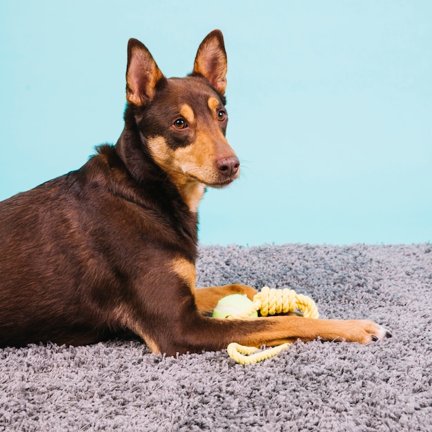 Perro con pelota de tenis