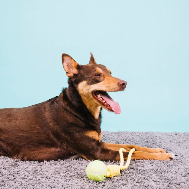 Foto gratuita perro con pelota de tenis