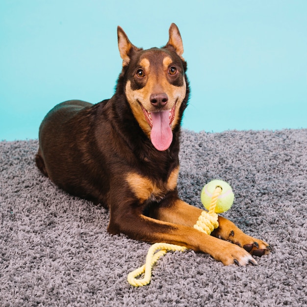 Perro con pelota de tenis