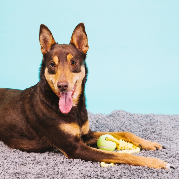 Perro con pelota de tennis