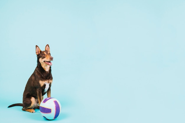 Perro con pelota de volley y copyspace