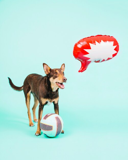 Perro con pelota de volley y globo de burbuja de texto