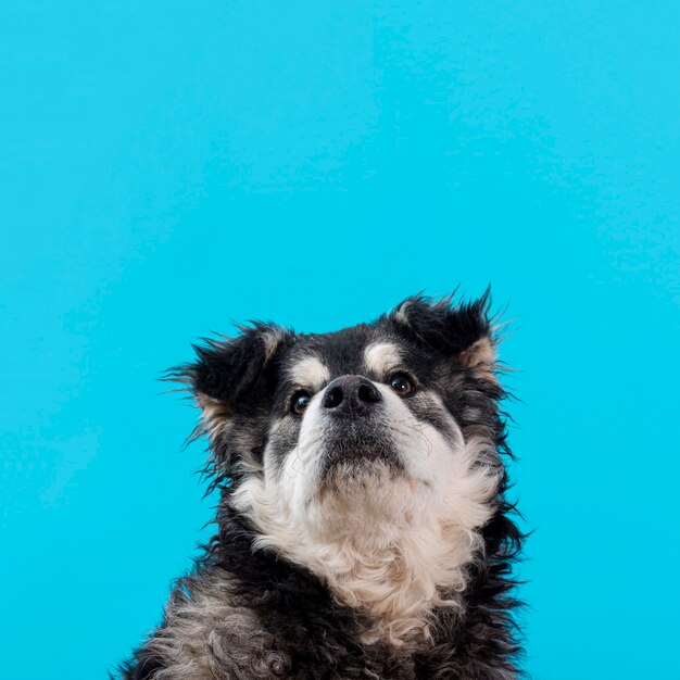 Perro peludo de alto ángulo sobre fondo azul