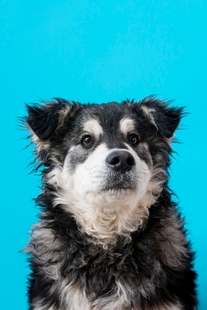 Foto gratuita perro peludo sobre fondo azul