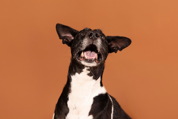 Perro pequeño siendo adorable en un estudio.