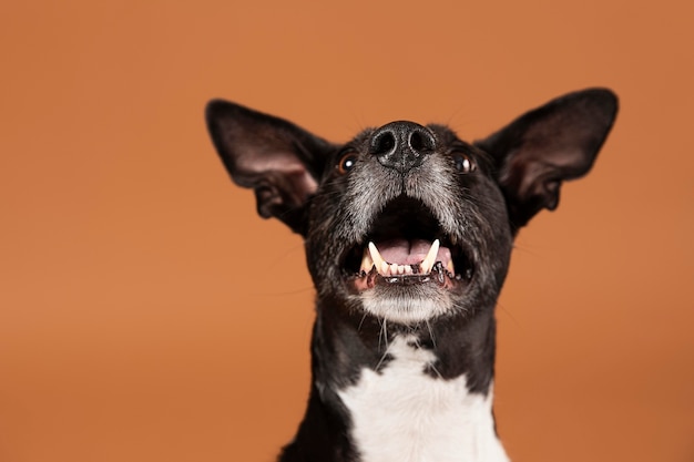 Perro pequeño siendo adorable en un estudio.