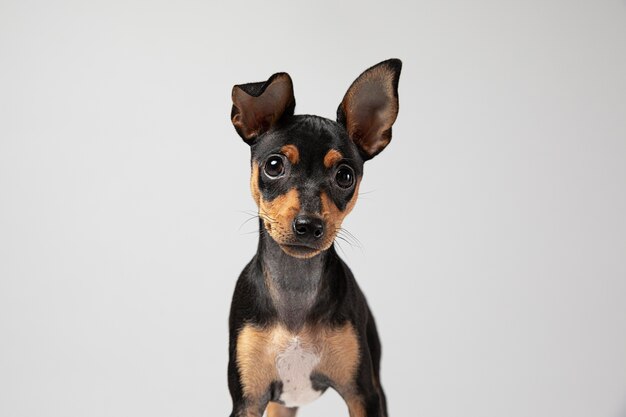 Perro pequeño siendo adorable retrato en un estudio.