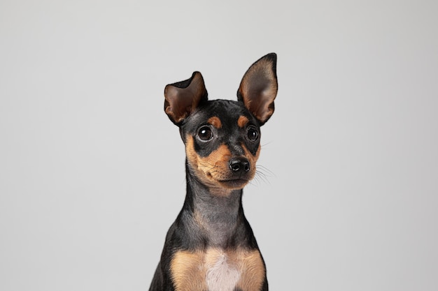 Perro pequeño siendo adorable retrato en un estudio.