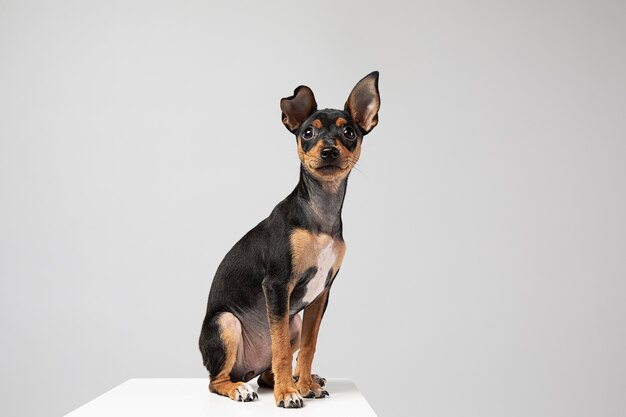 Perro pequeño siendo adorable retrato en un estudio.