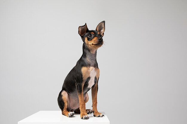 Perro pequeño siendo adorable retrato en un estudio.