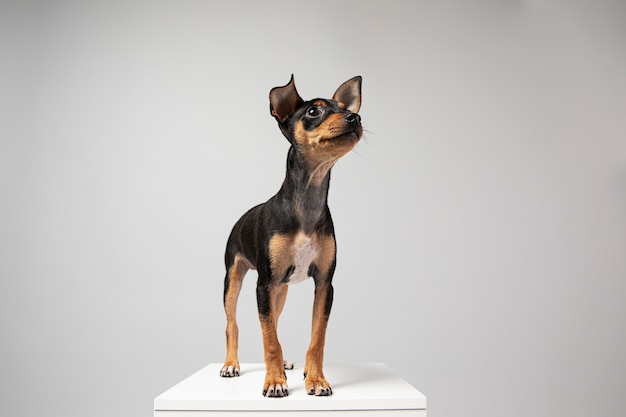 Perro pequeño siendo adorable retrato en un estudio.