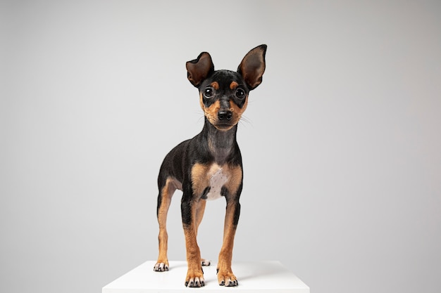 Perro pequeño siendo adorable retrato en un estudio.