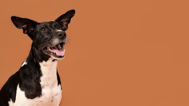 Perro pequeño siendo adorable retrato en un estudio.