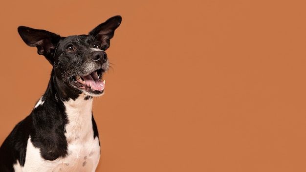 Perro pequeño siendo adorable retrato en un estudio.