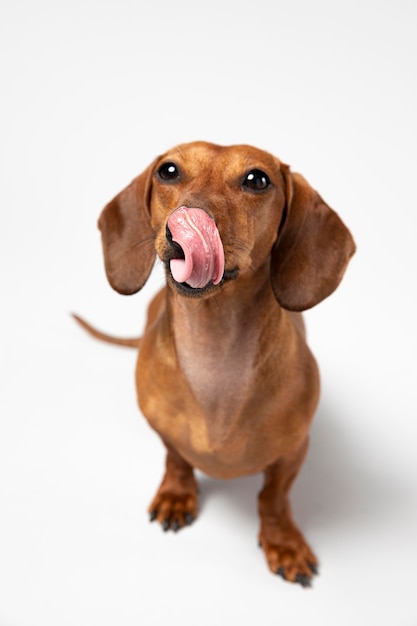 Perro pequeño siendo adorable