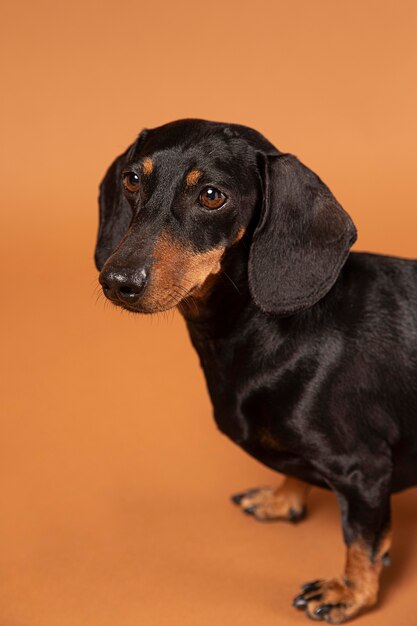 Perro pequeño siendo adorable