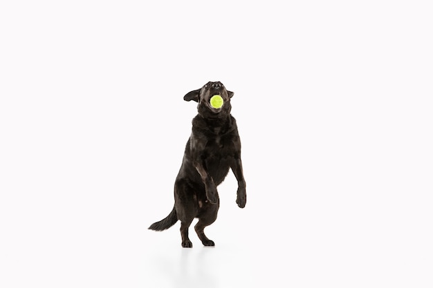 Perro perdiguero de labrador negro divirtiéndose. Lindo perro juguetón o mascota de raza pura se ve juguetón y lindo aislado en blanco