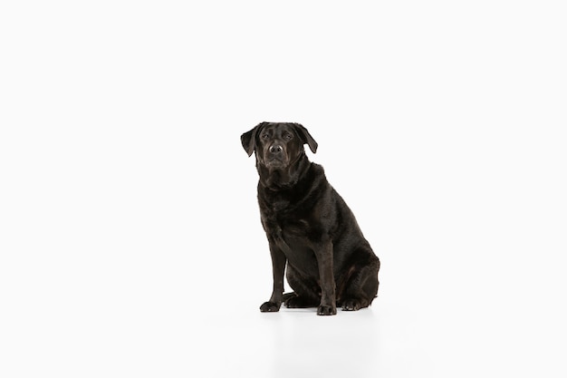 Perro perdiguero de labrador negro divirtiéndose. Lindo perro juguetón o mascota de raza pura se ve juguetón y lindo aislado en blanco