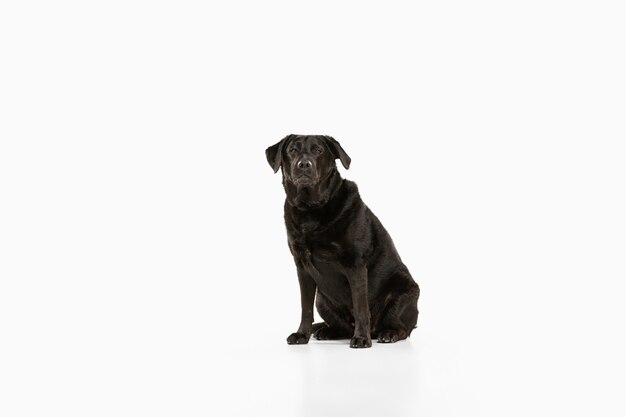 Perro perdiguero de labrador negro divirtiéndose. Lindo perro juguetón o mascota de raza pura se ve juguetón y lindo aislado en blanco