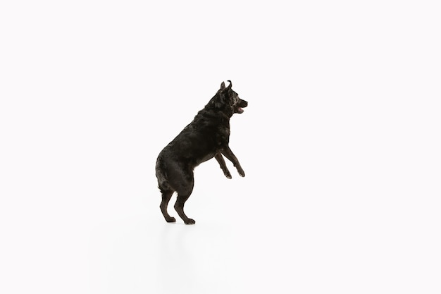 Perro perdiguero de labrador negro divirtiéndose. Lindo perro juguetón o mascota de raza pura se ve juguetón y lindo aislado en blanco