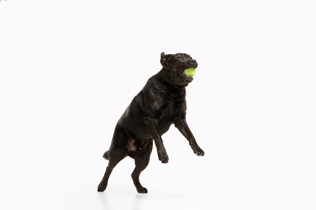 Perro perdiguero de labrador negro divirtiéndose