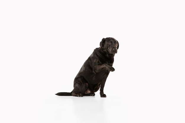 Foto gratuita perro perdiguero de labrador negro divirtiéndose