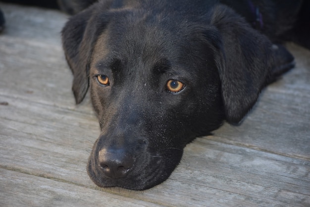 Perro perdiguero de labrador negro dulce con ojos muy bonitos.