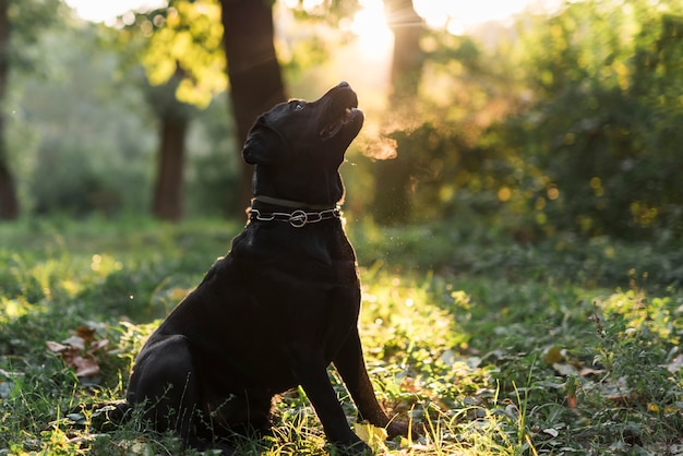Perro perdiguero de Labrador negro que se sienta en bosque verde en la mañana