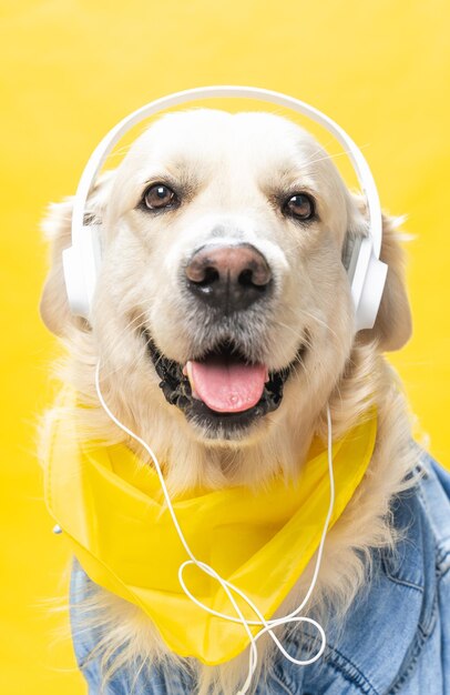 Perro perdiguero de oro blanco divertido vestido con chaqueta vaquera y cascos, a veces escuchando música