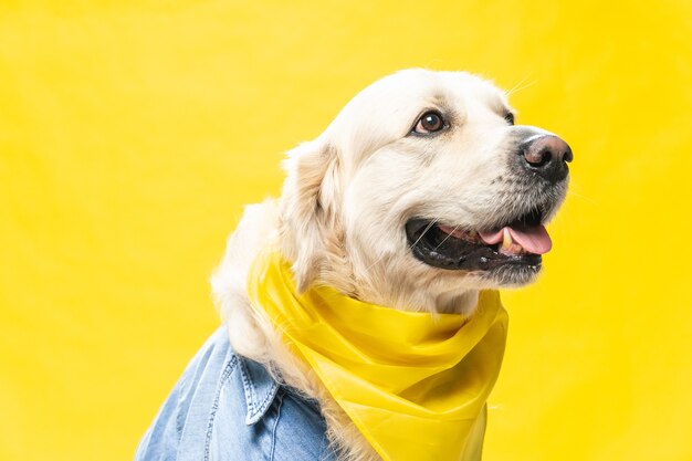 Perro perdiguero de oro blanco posando en estudio con una bufanda amarilla y chaqueta vaquera