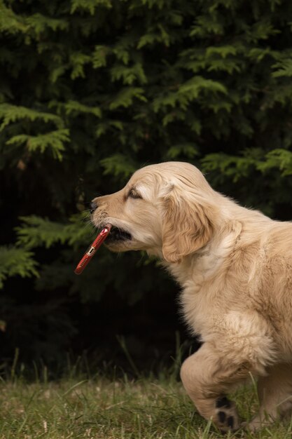 Perro perdiguero de oro esponjoso lindo que se sienta en la hierba en el parque