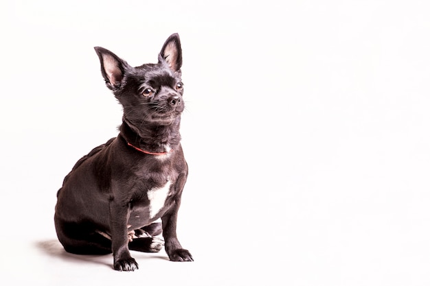 Perro de perrito del terrier de Boston que se sienta en el fondo blanco