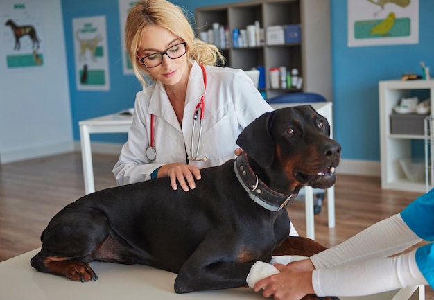 Perro con pierna rota en el veterinario