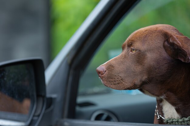 Perro pit bull terrier sentado en el coche y mirando por la ventana del coche