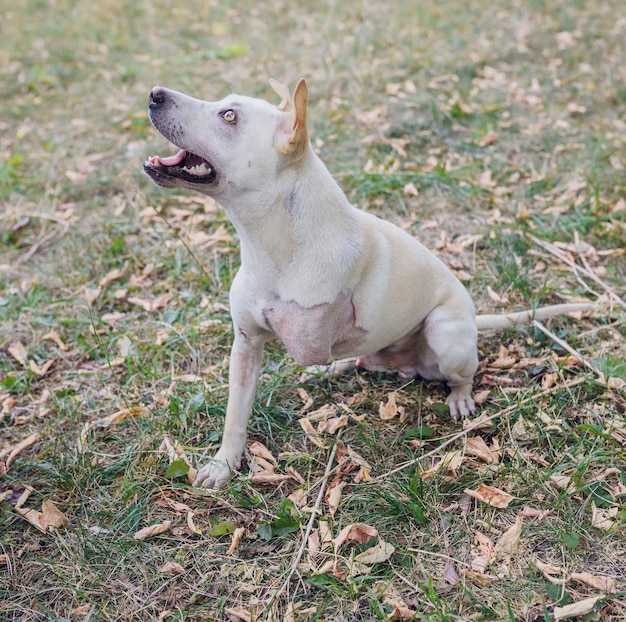 El perro pitbull no es válido