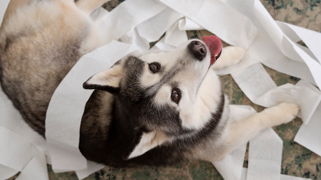Perro plano haciendo un lío con papel higiénico