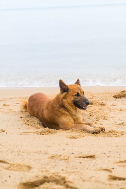 Foto gratuita perro en la playa