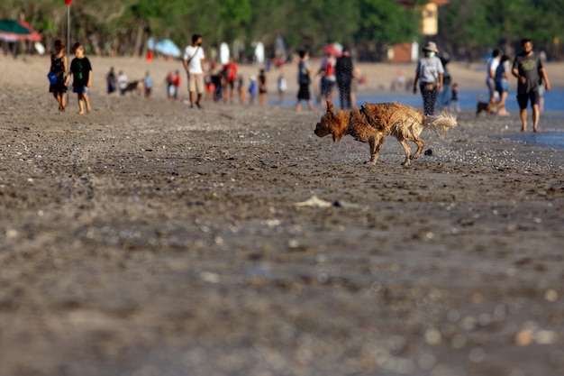 Perro, en la playa