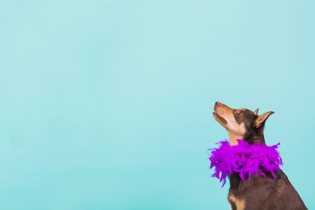 Foto gratuita perro con plumas por el cuello