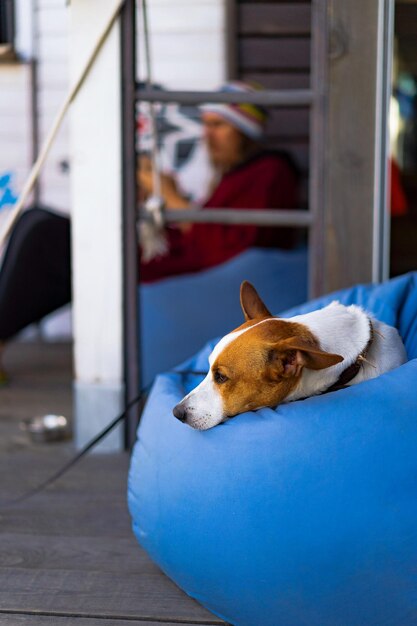 Perro en puf azul