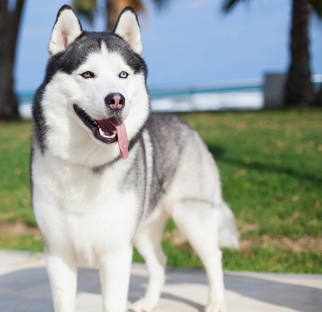 Perro de la raza husky con la lengua fuera