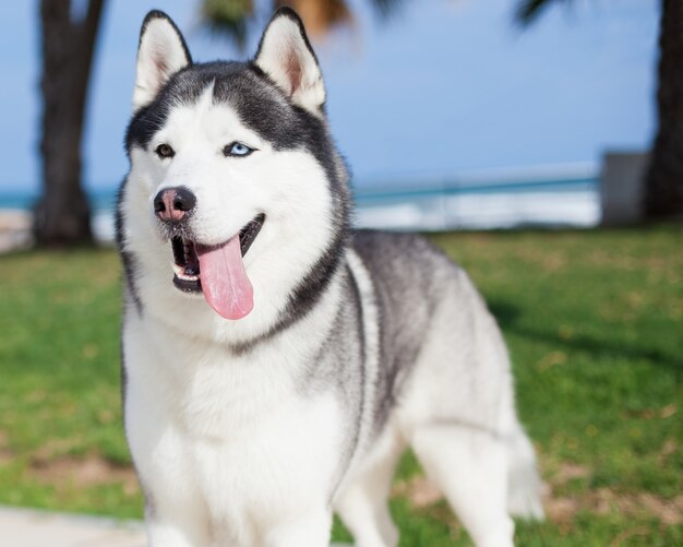 Perro de la raza husky con la lengua fuera