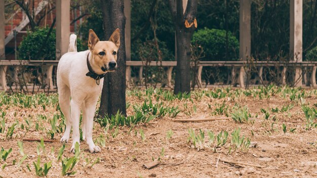 Perro de raza pura en el collar de paseo